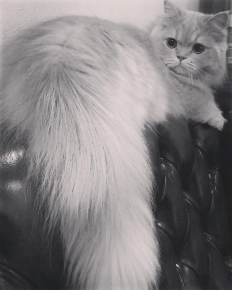 Норвежская Лесная кошка черная мраморная