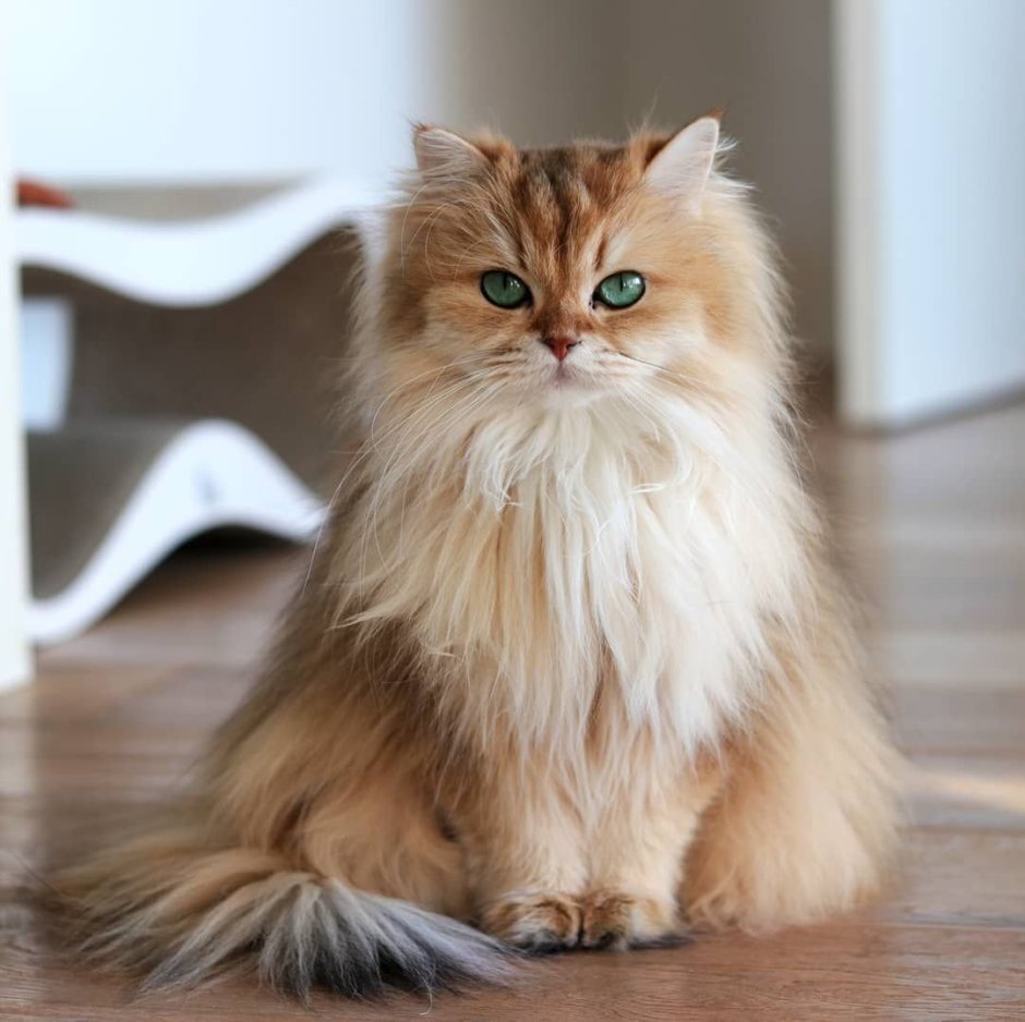 Чёрный кот