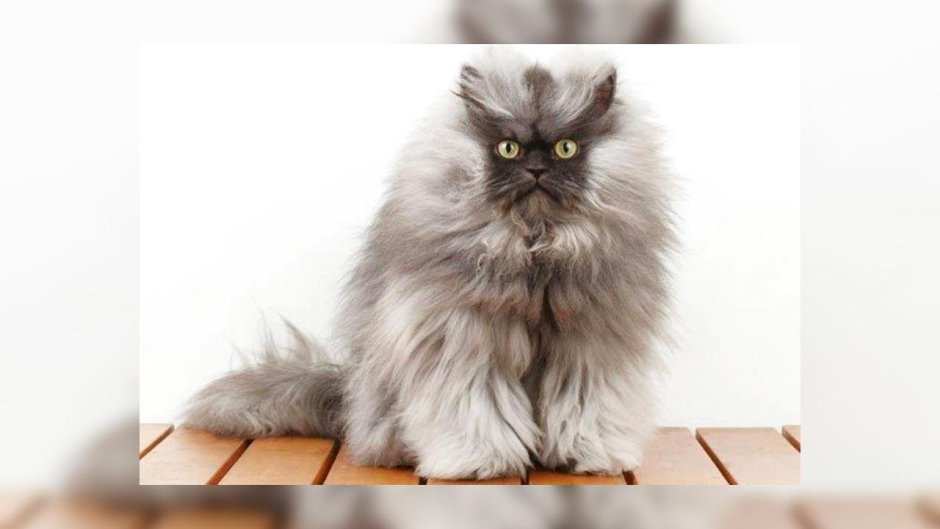 Британская длинношерстная кошка смузи котята