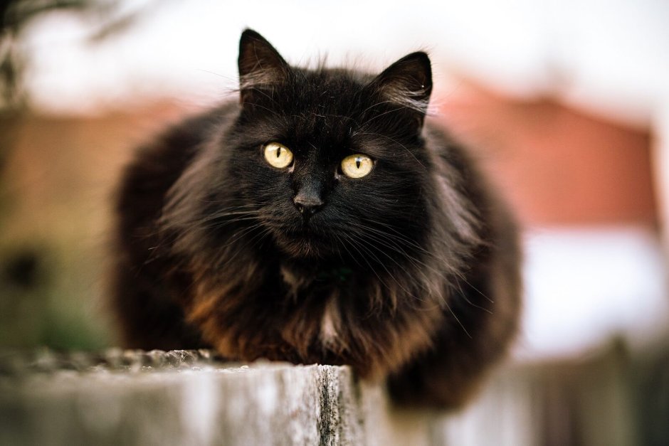 Русская черная кошка