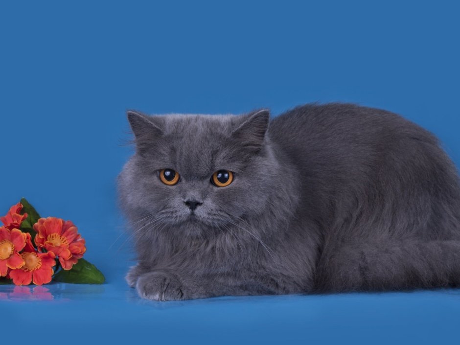 Сибирский длинношерстный черный кот