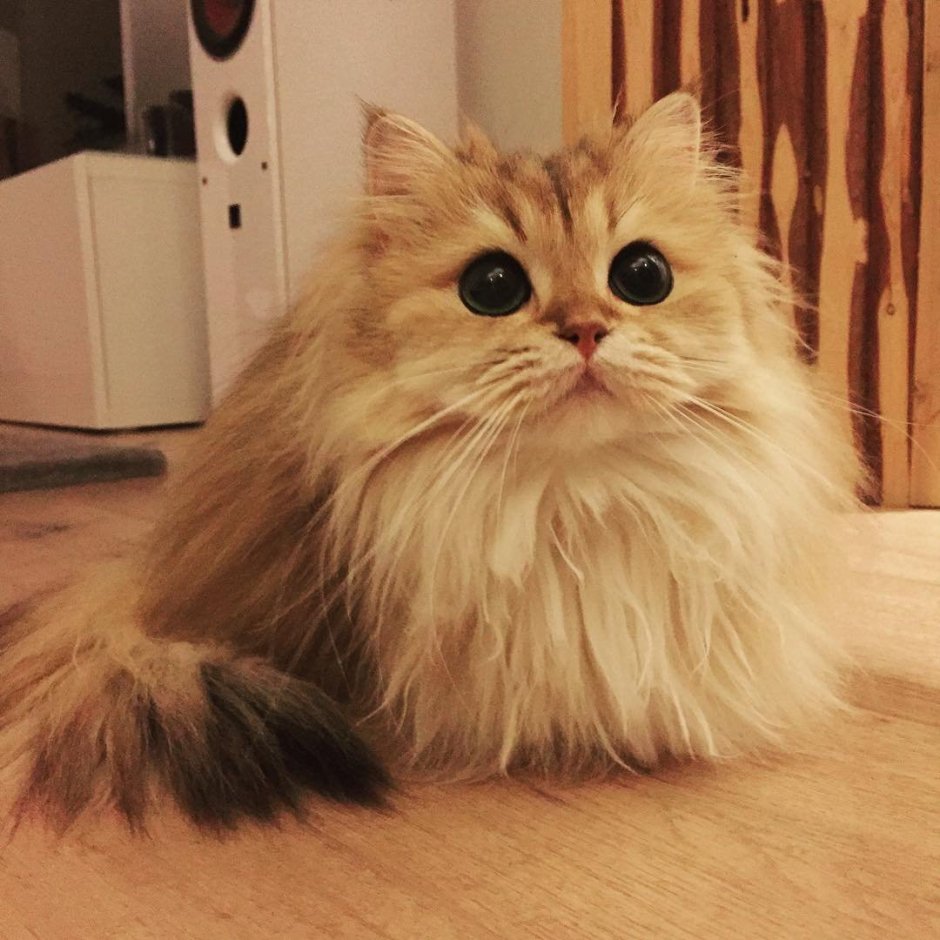 Кот смузи