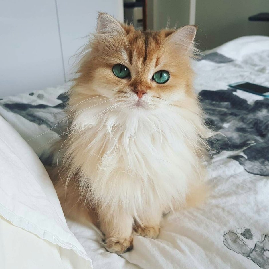 Пушистая кошка