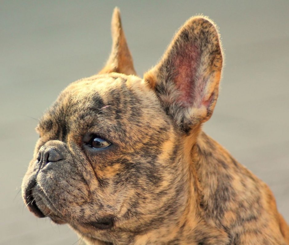 Французский бульдог Brindle