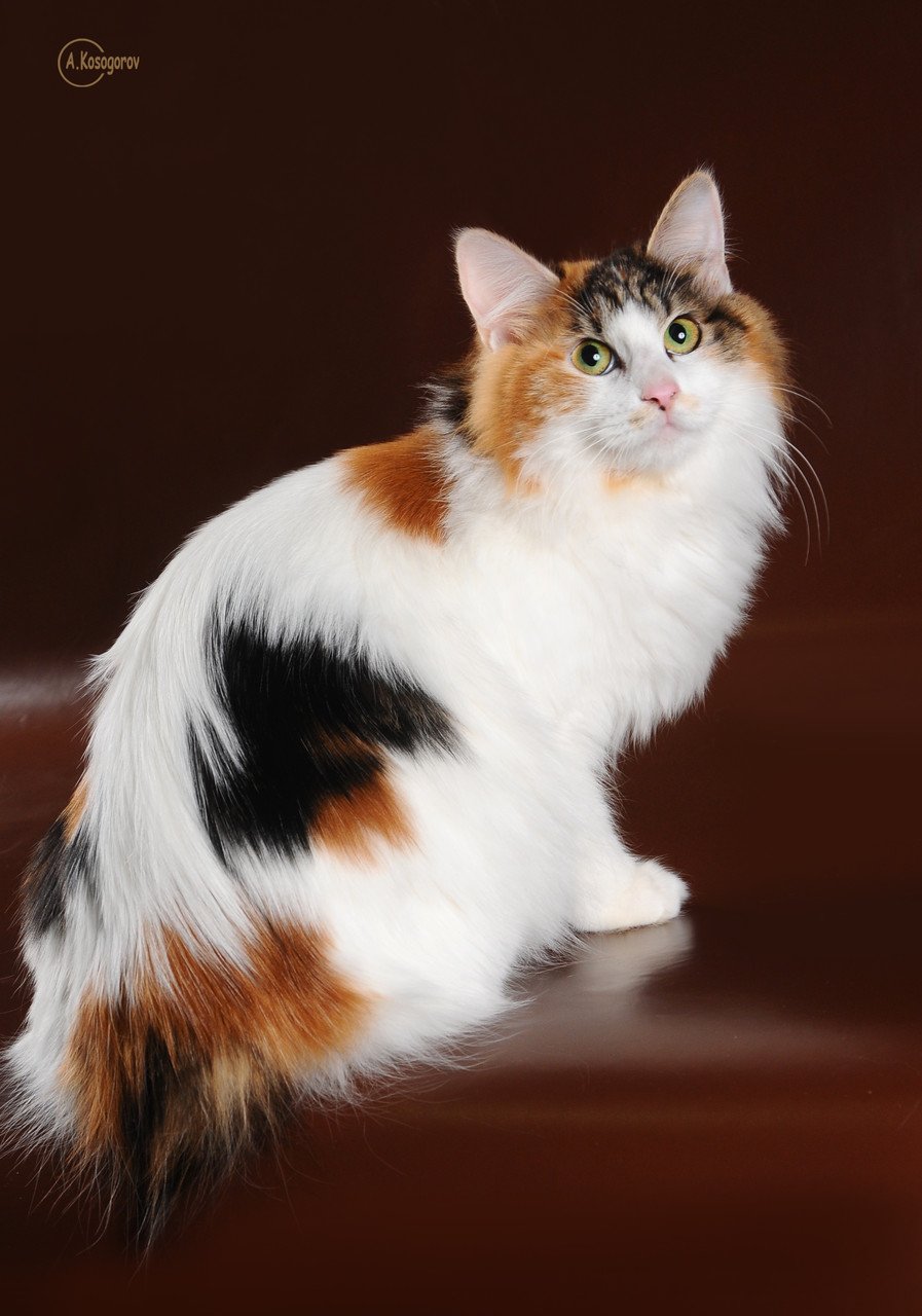 Японский бобтейл трехцветный