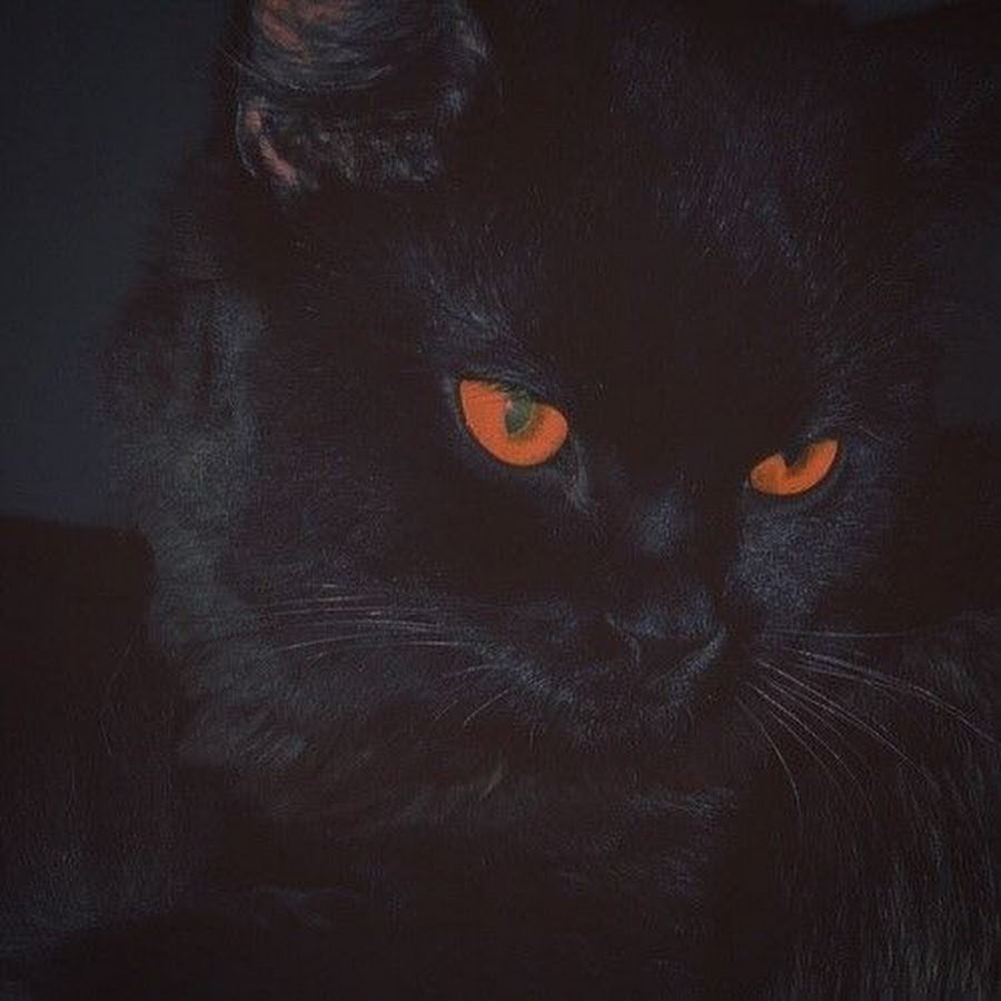 Черный кот Эстетика