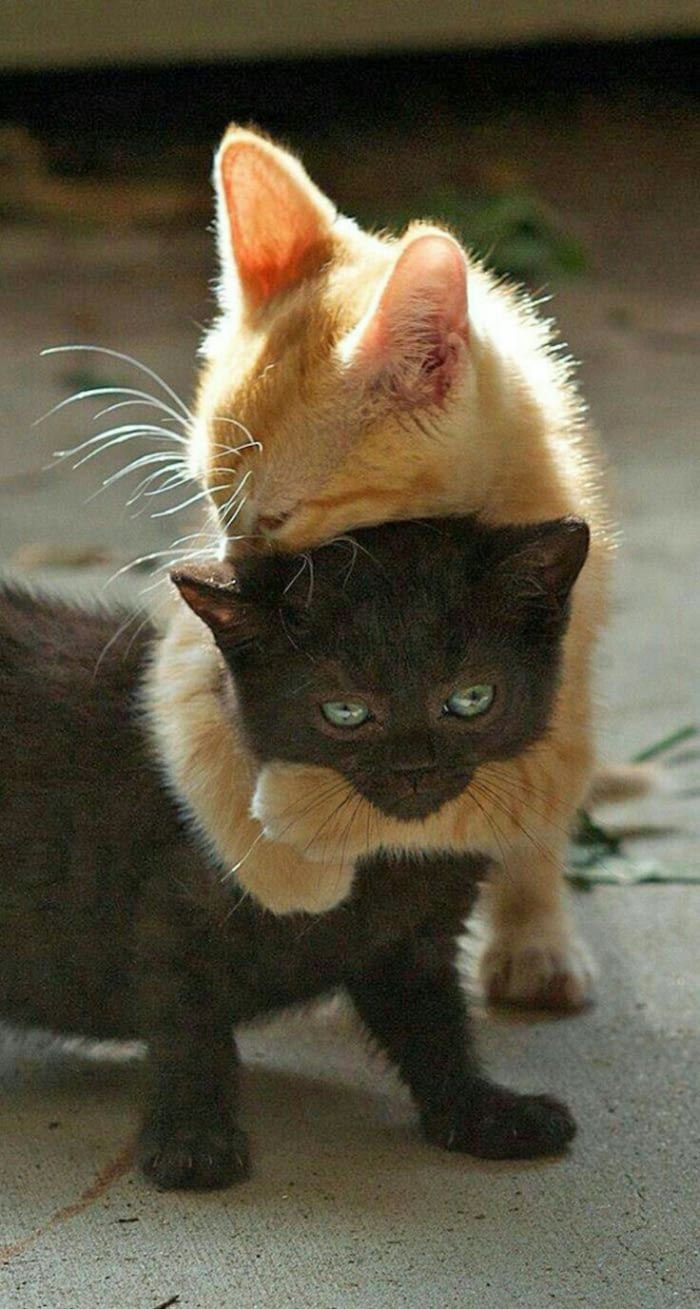 Черный и рыжий котенок