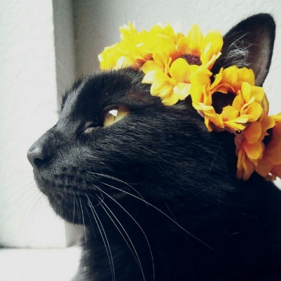 Черная кошка с венком на голове
