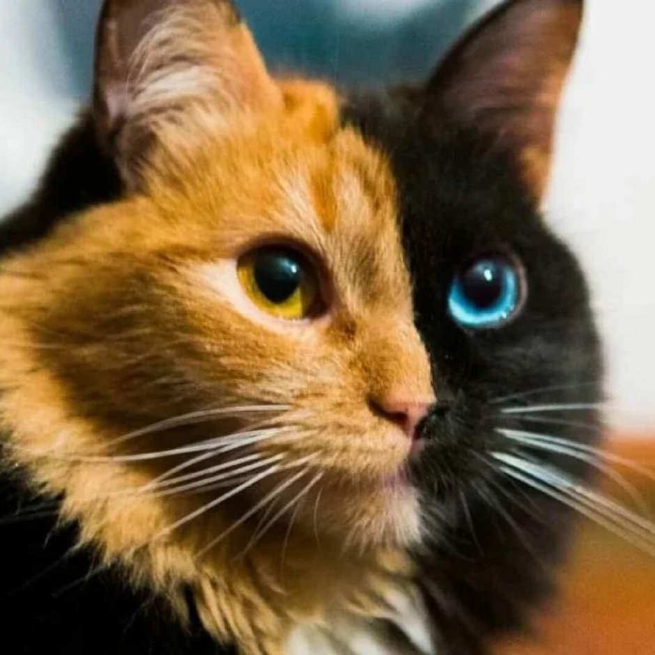 Черный кот с рыжими пятнами