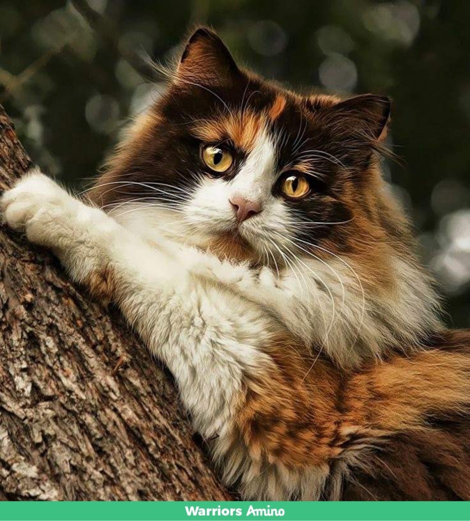 Норвежская Лесная кошка Калико