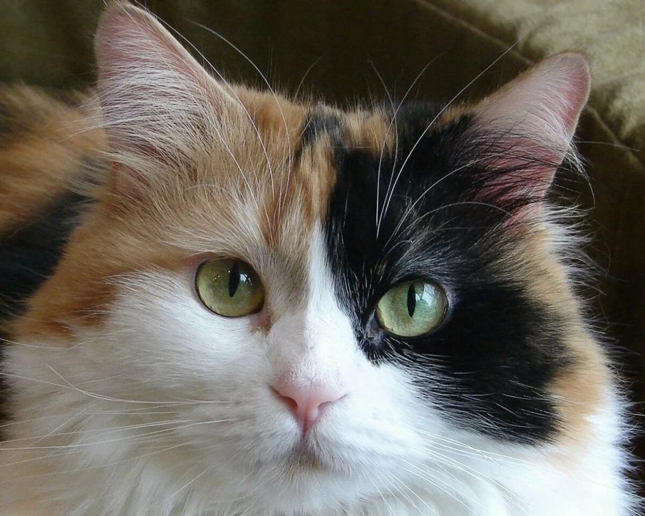 Сибирская ангорская кошка трёхцветная