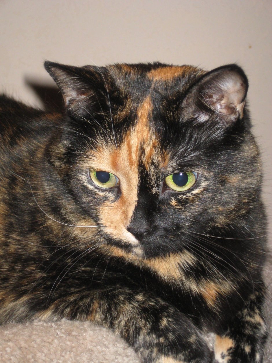 Черепаховая кошка Калико