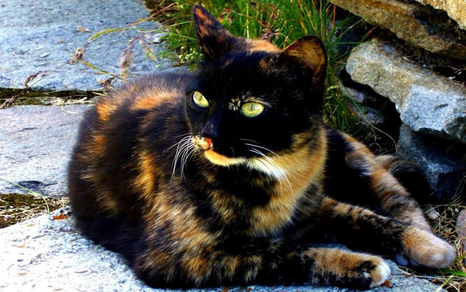 Tortoiseshell Cat порода