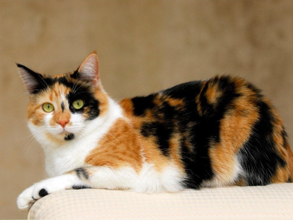 Сибирская кошка трехцветная короткошерстная