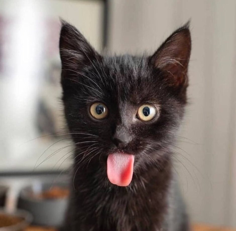 Смешной черный кот