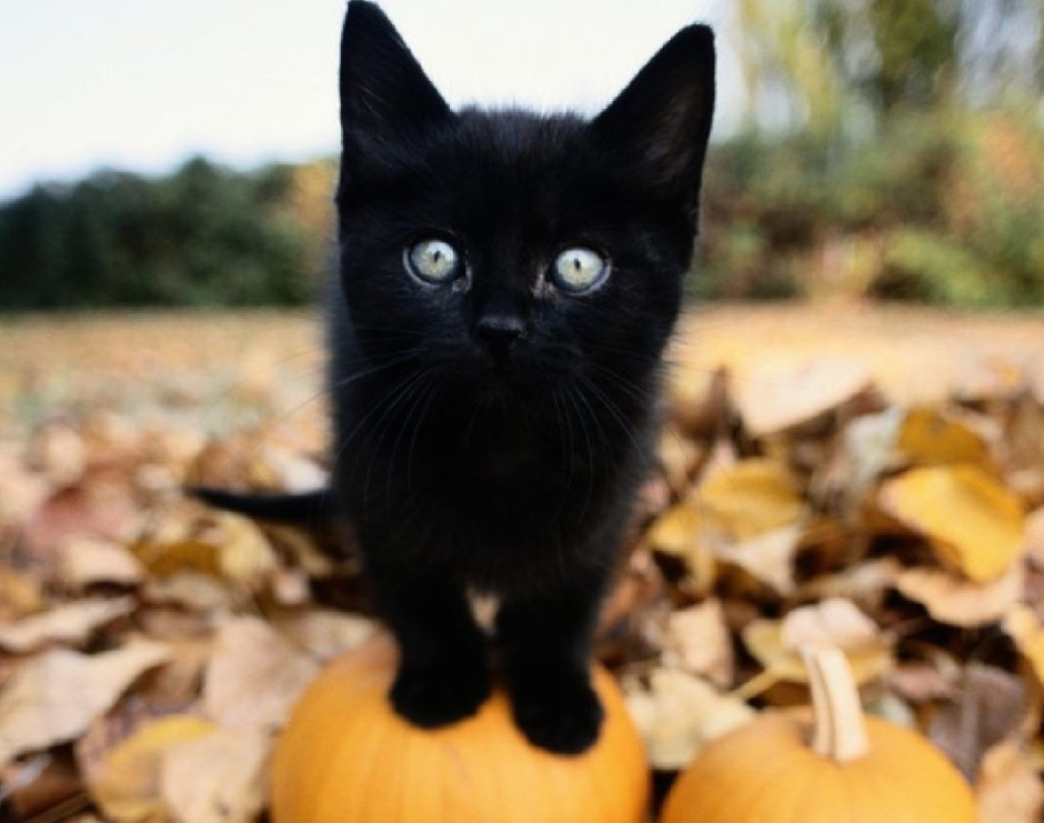 Котенок в тыкве