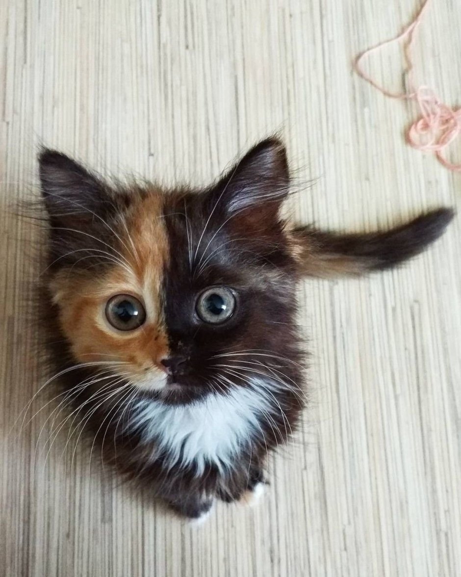 Трёхцветная кошка