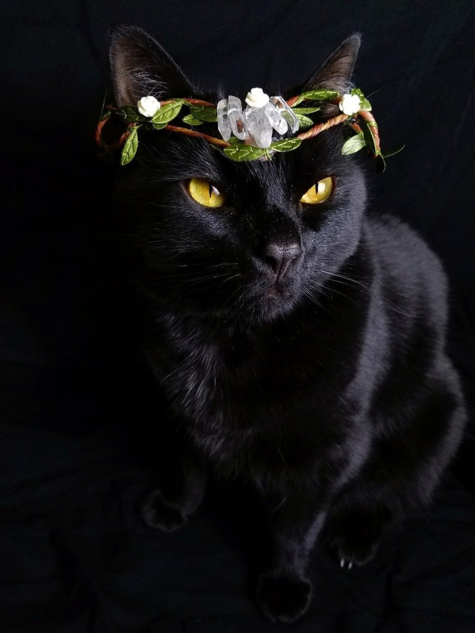 Богемская кошка чёрная