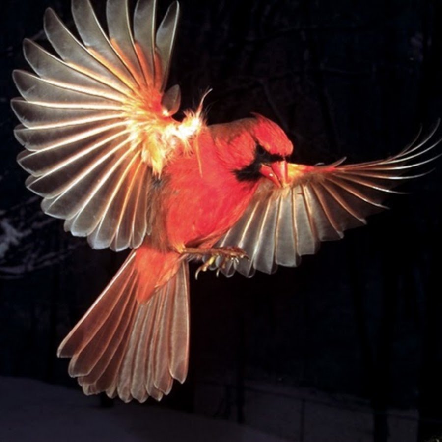 Птица с красными крыльями