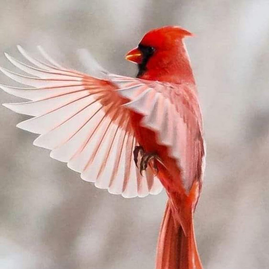 Белый Кардинал птица