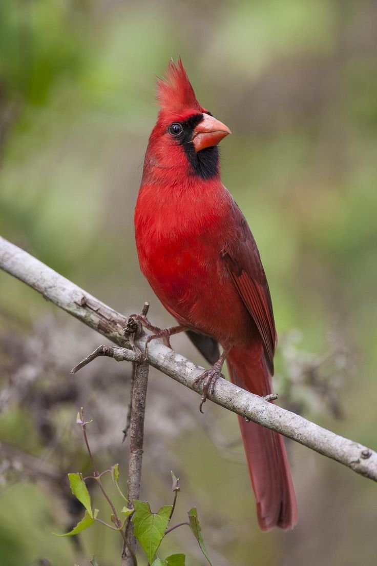 Кардинал птица Маврикий