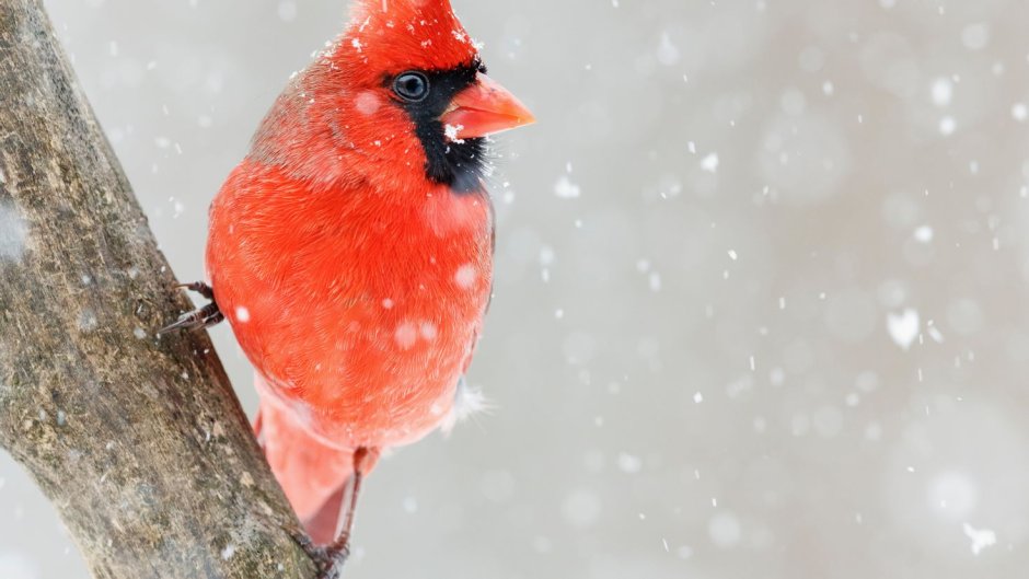 Птица с красной мордой