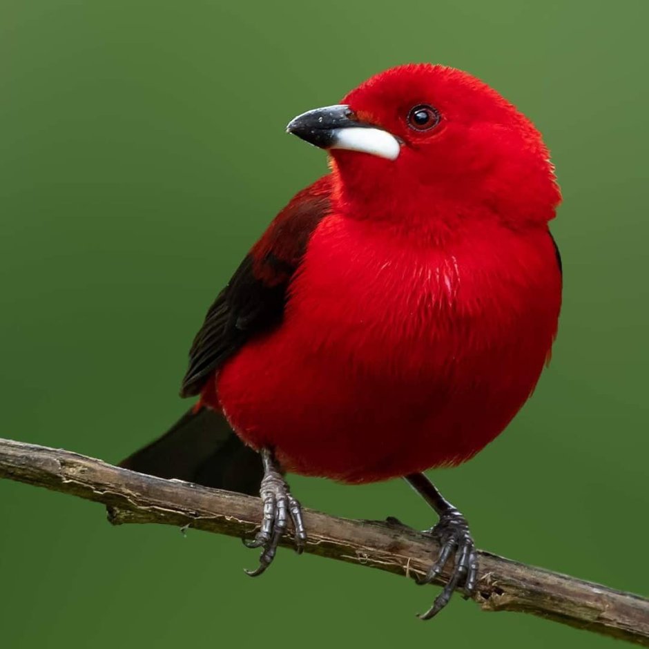 Красная танагра