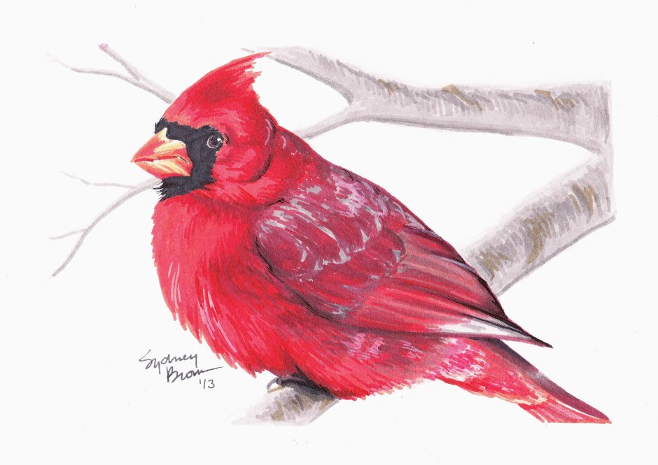 Красная птица на белом фоне