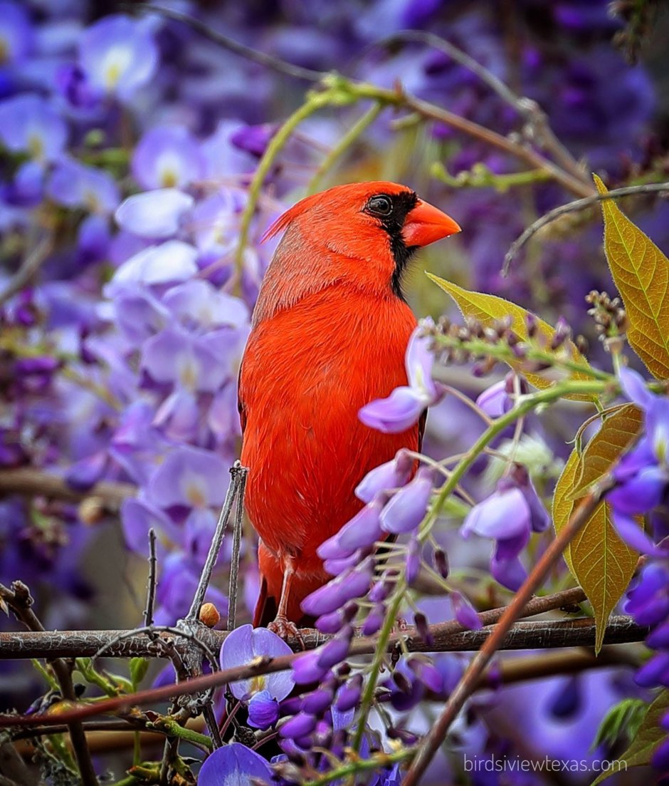 Птицы красивые благородные