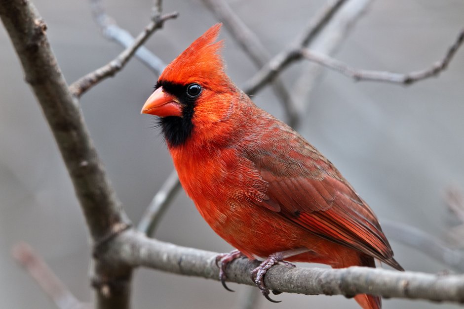 Голубая Сойка и красный Кардинал