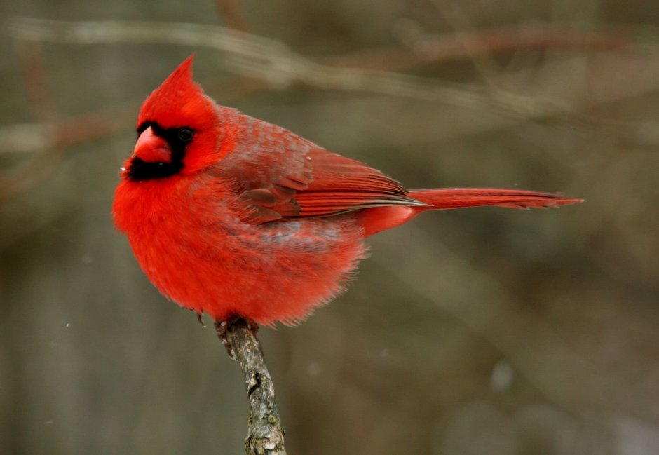 Птица синей красным цветом
