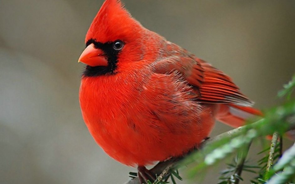 Красный хохлатый Кардинал
