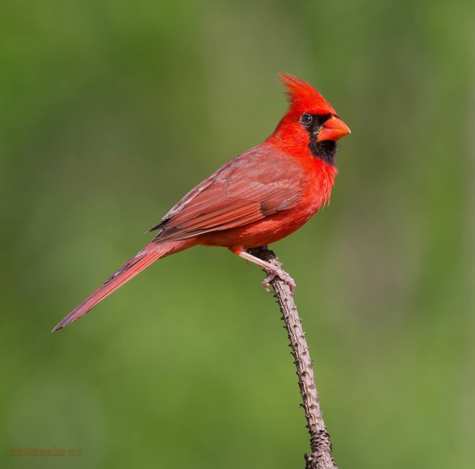 Виргинский красный Кардинал