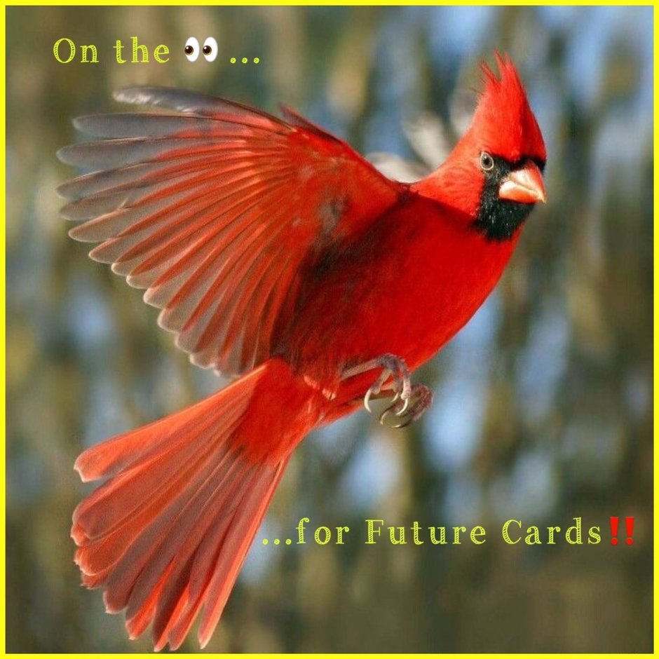 Птица Королевский Кардинал