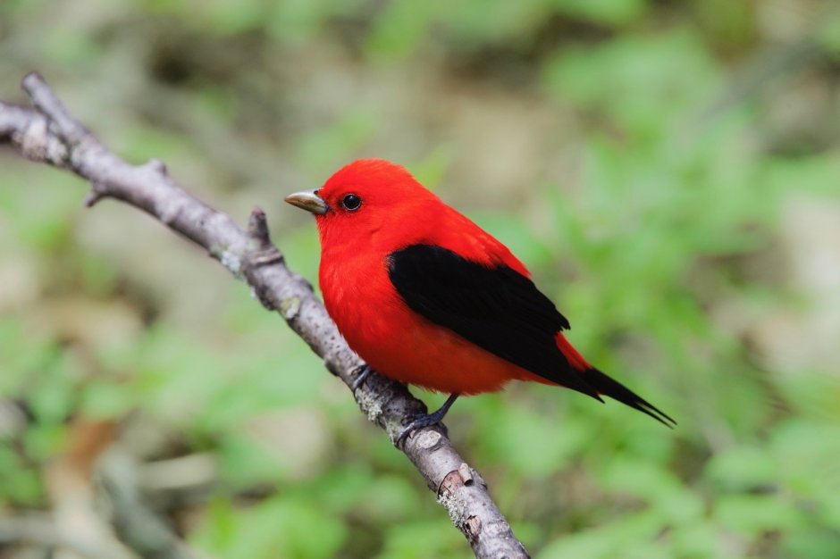 Красная танагра птица