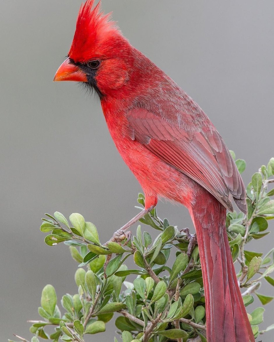 Северный Кардинал птица