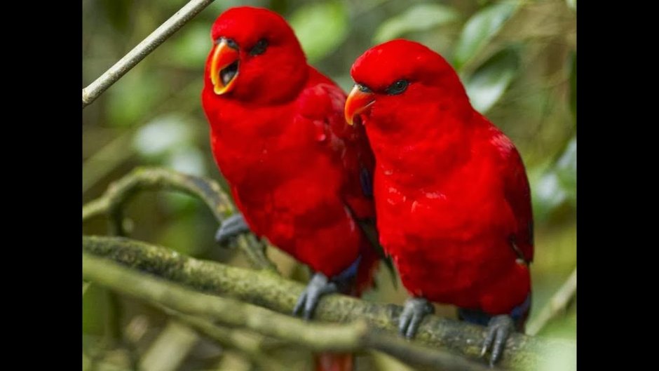 Райские птицы пара