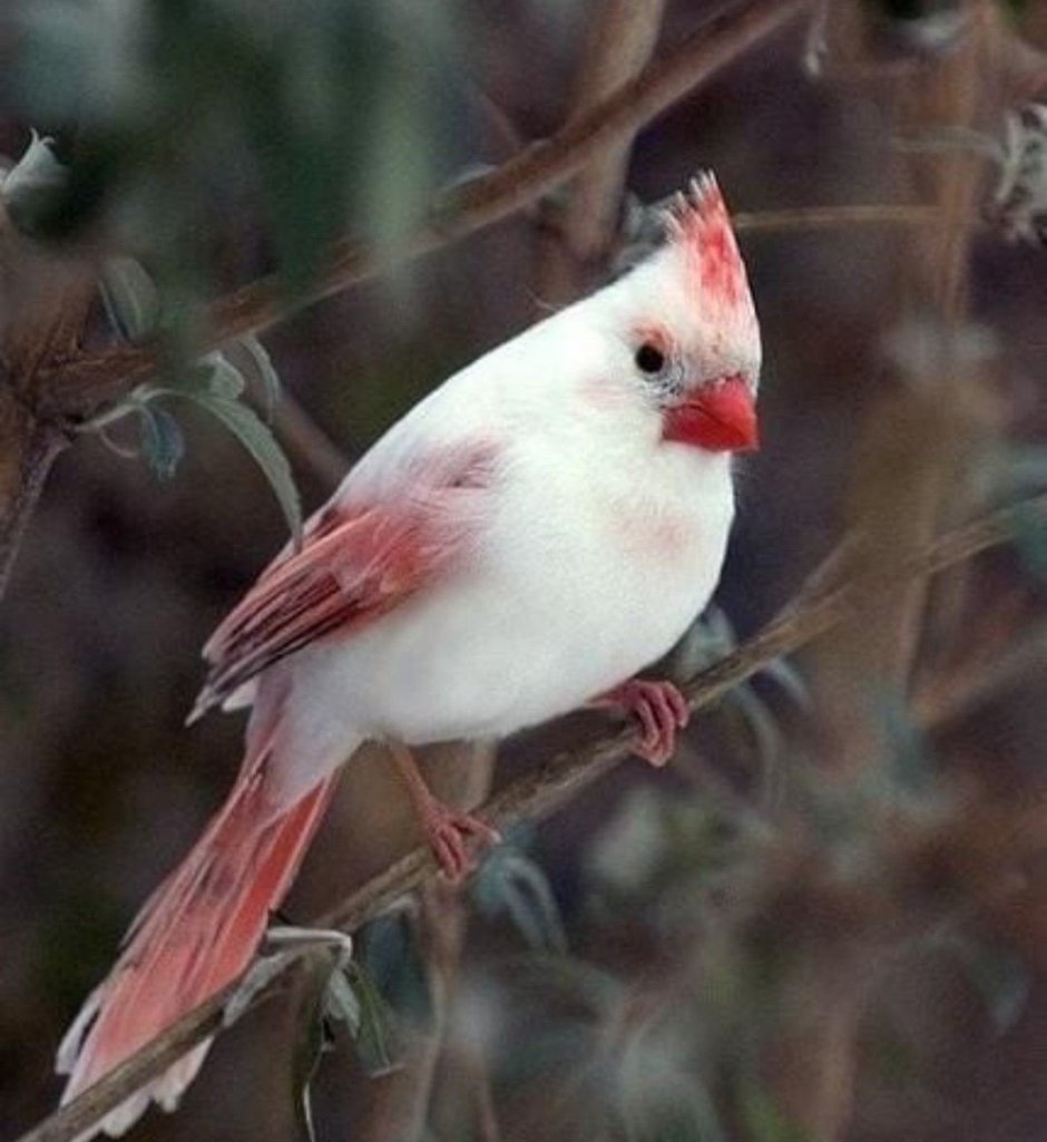 Попугайный Кардинал