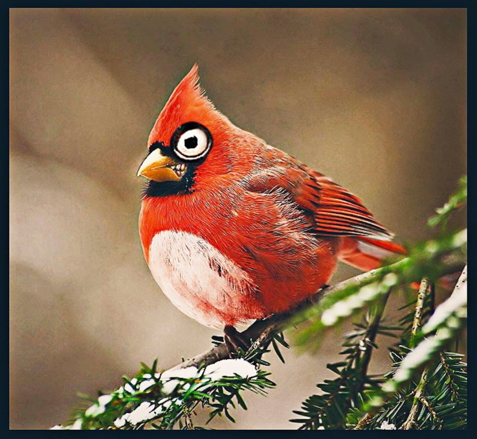 Красный Кардинал Angry Birds