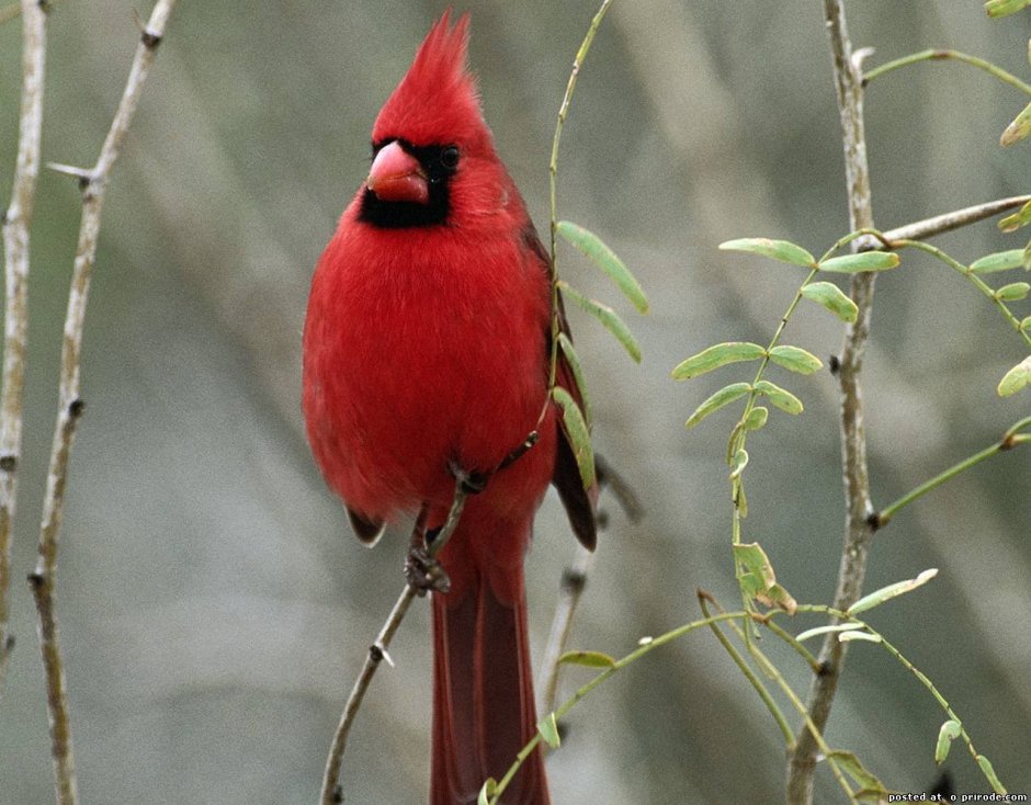 Красный хохлатый Кардинал