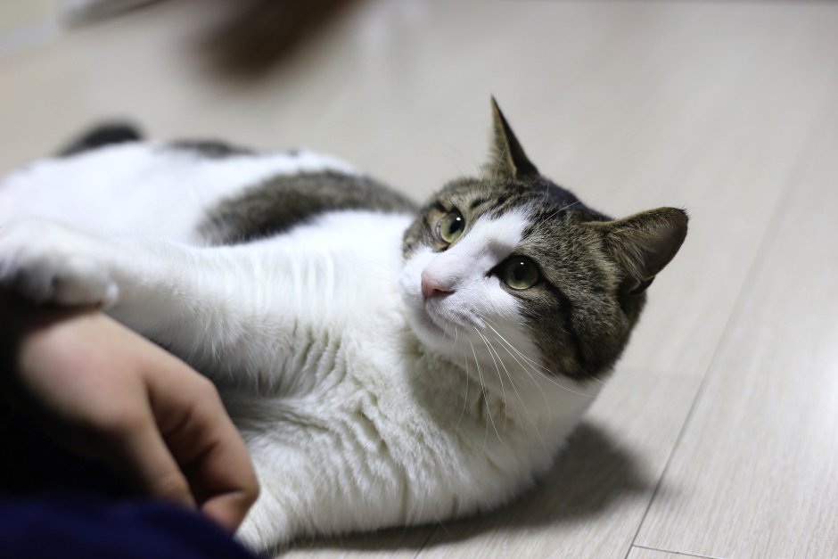 Кошки в Корее породы