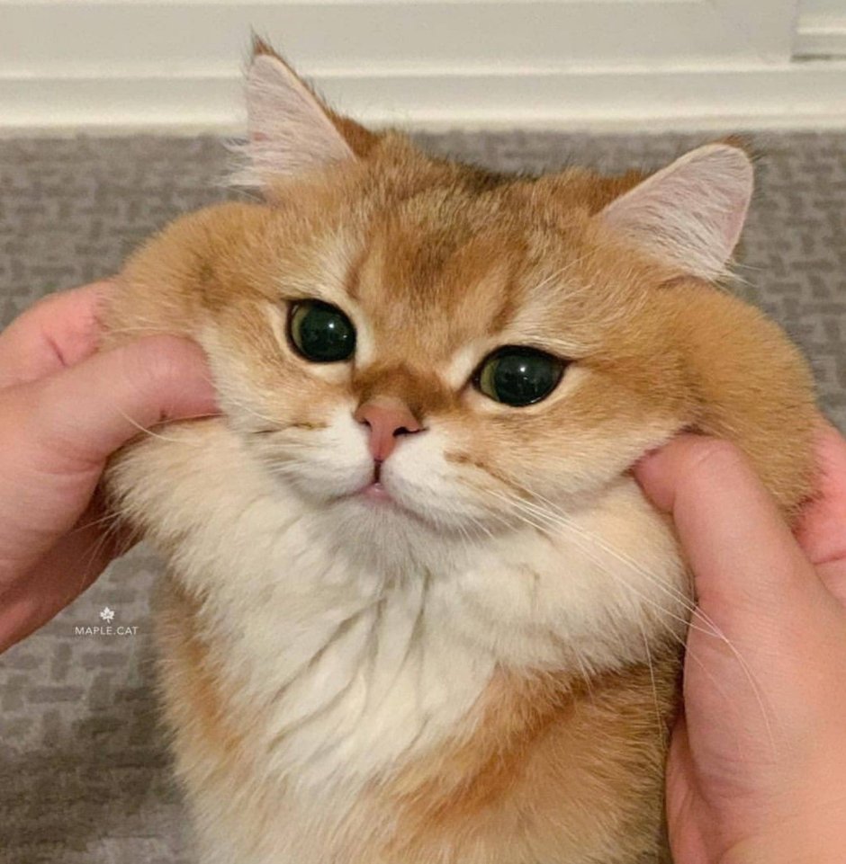 Кот Мэйпл порода