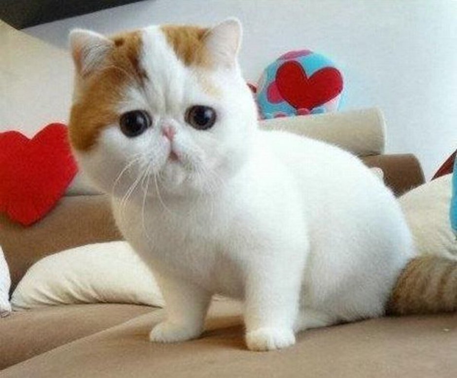 Корейские породы кошек
