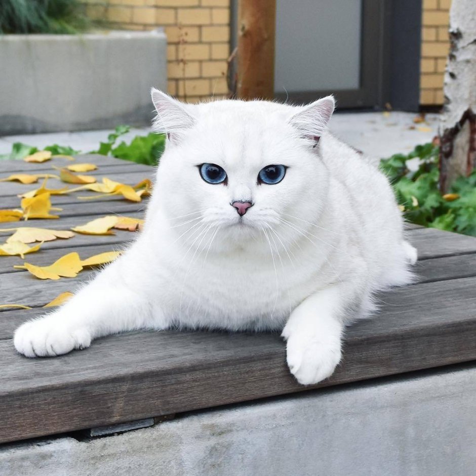Шиншилла Пойнт Коби