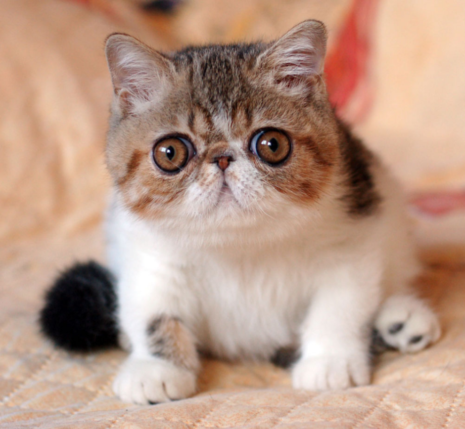 Кошки экзоты короткошерстные