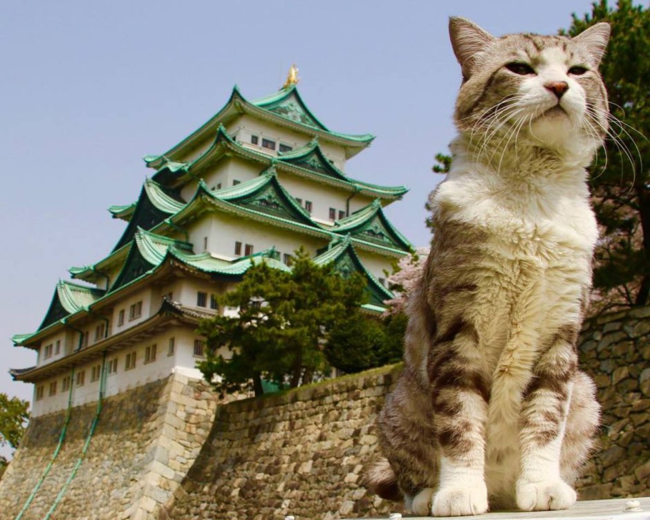 Китайский кот