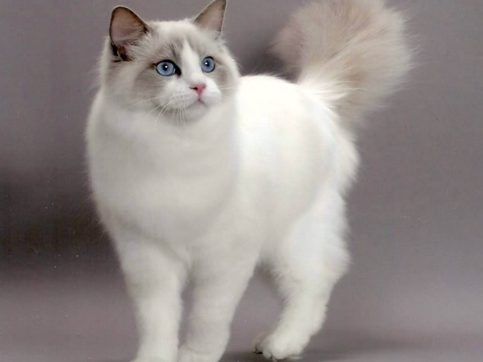Кошка желаний
