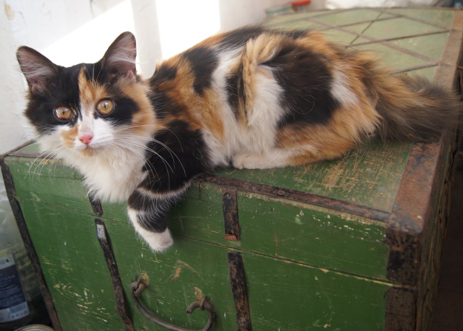 Милые коты