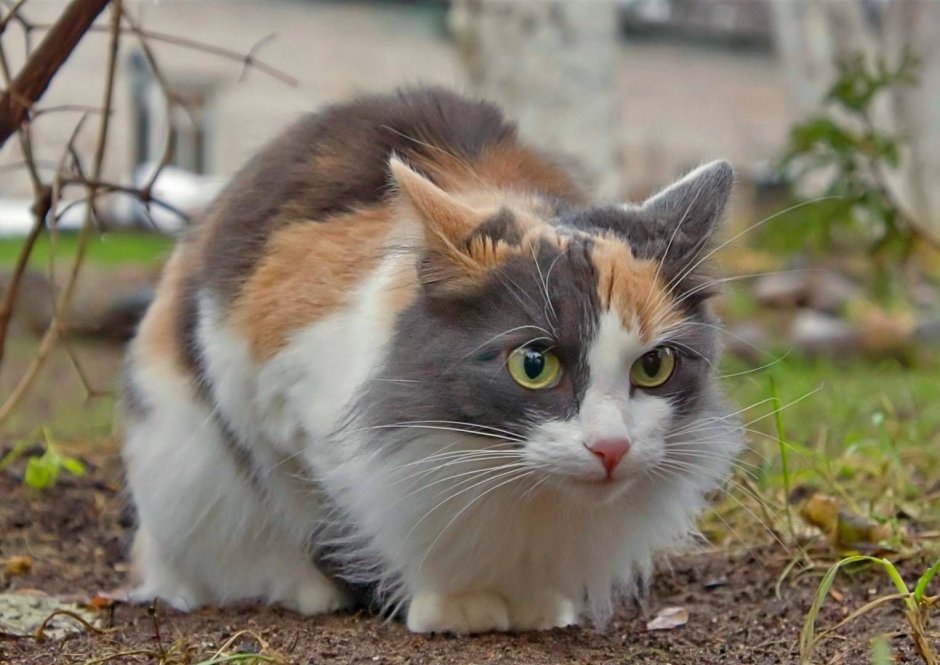 Норвежская Лесная кошка трехцветная