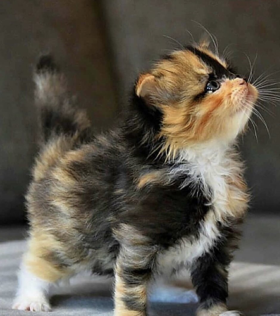 Манчкин кот трехцветный